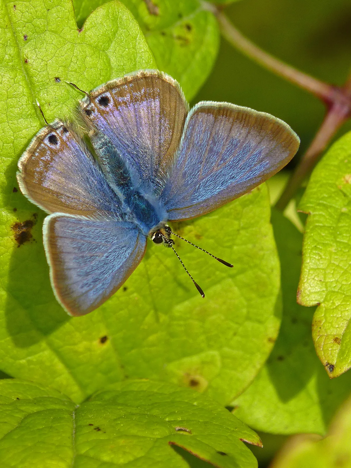 A male long-tailed blue butterfly. © Neil Hulme/Butterfly Conservation