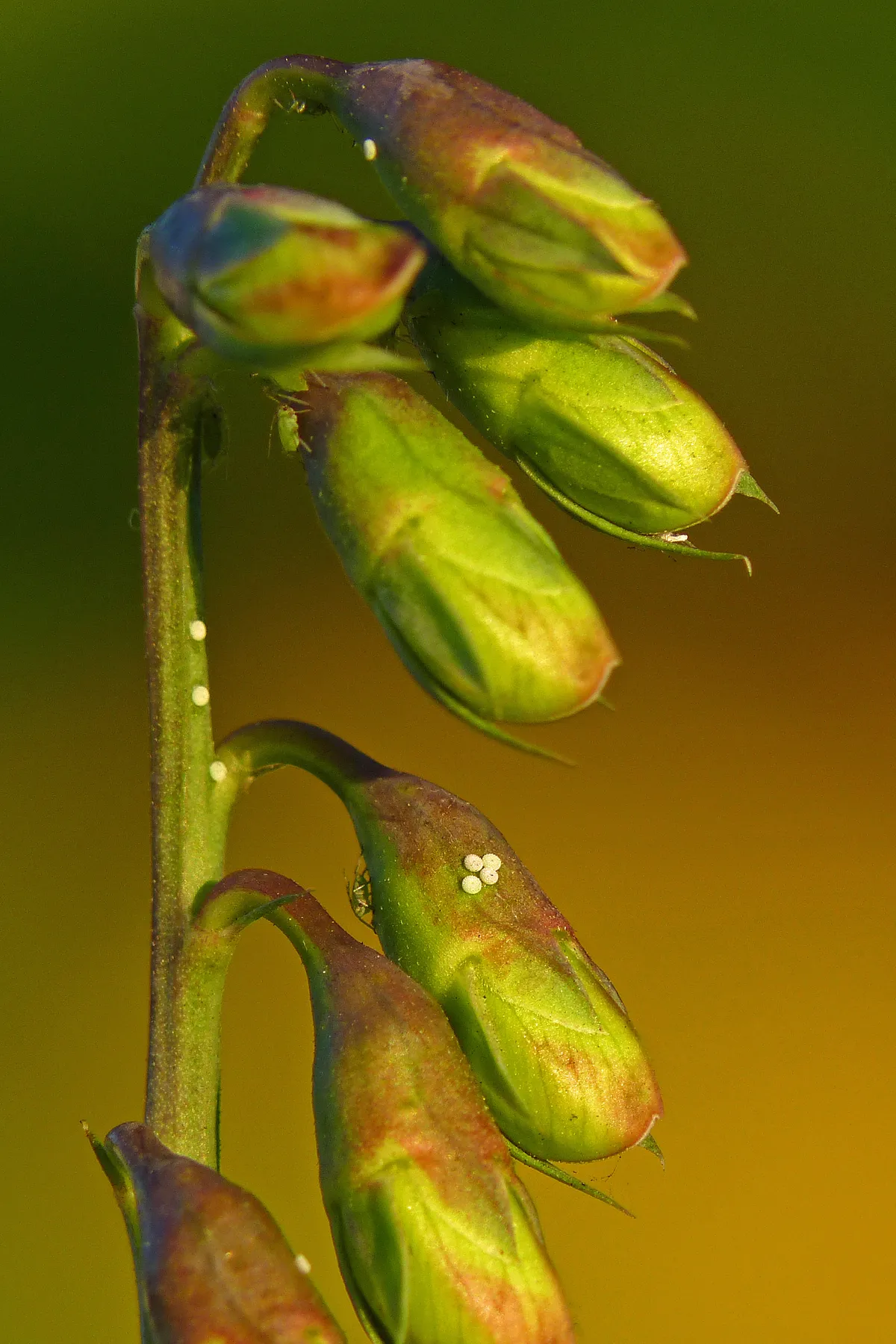 Nine long-tailed blue butterfly eggs on broad-leaved everlasting pea. © Neil Hulme/Butterfly Conservation