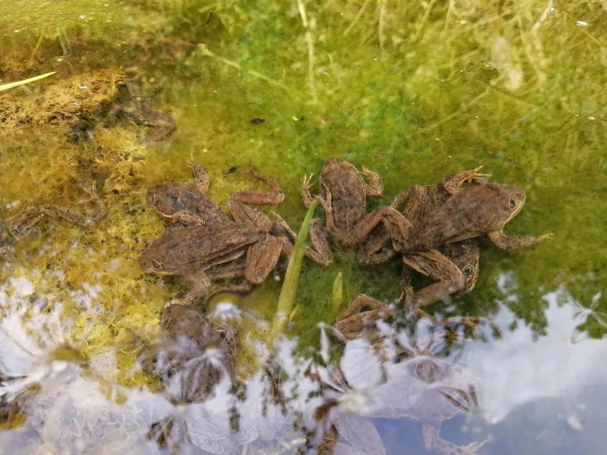 Malnourished frogs in the pool. © Gabriel Lobos