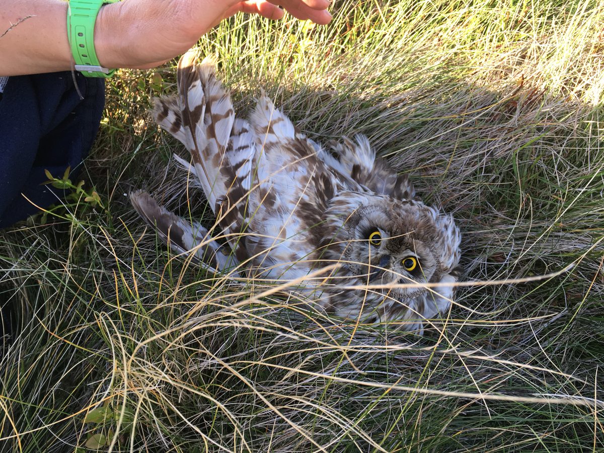 Birdcrime 2018 report reveals persecution of birds of prey - Discover ...