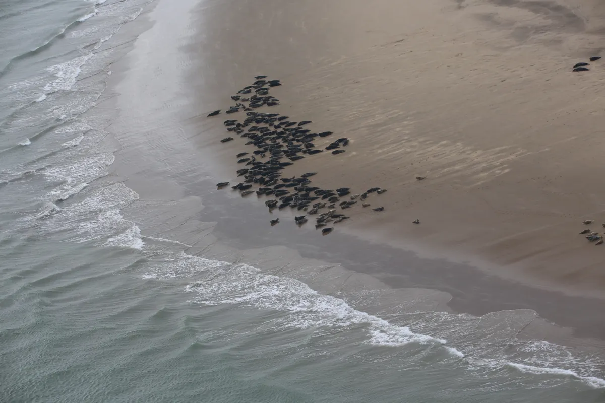 Aerial survey of the seals. © Thea Cox/ZSL