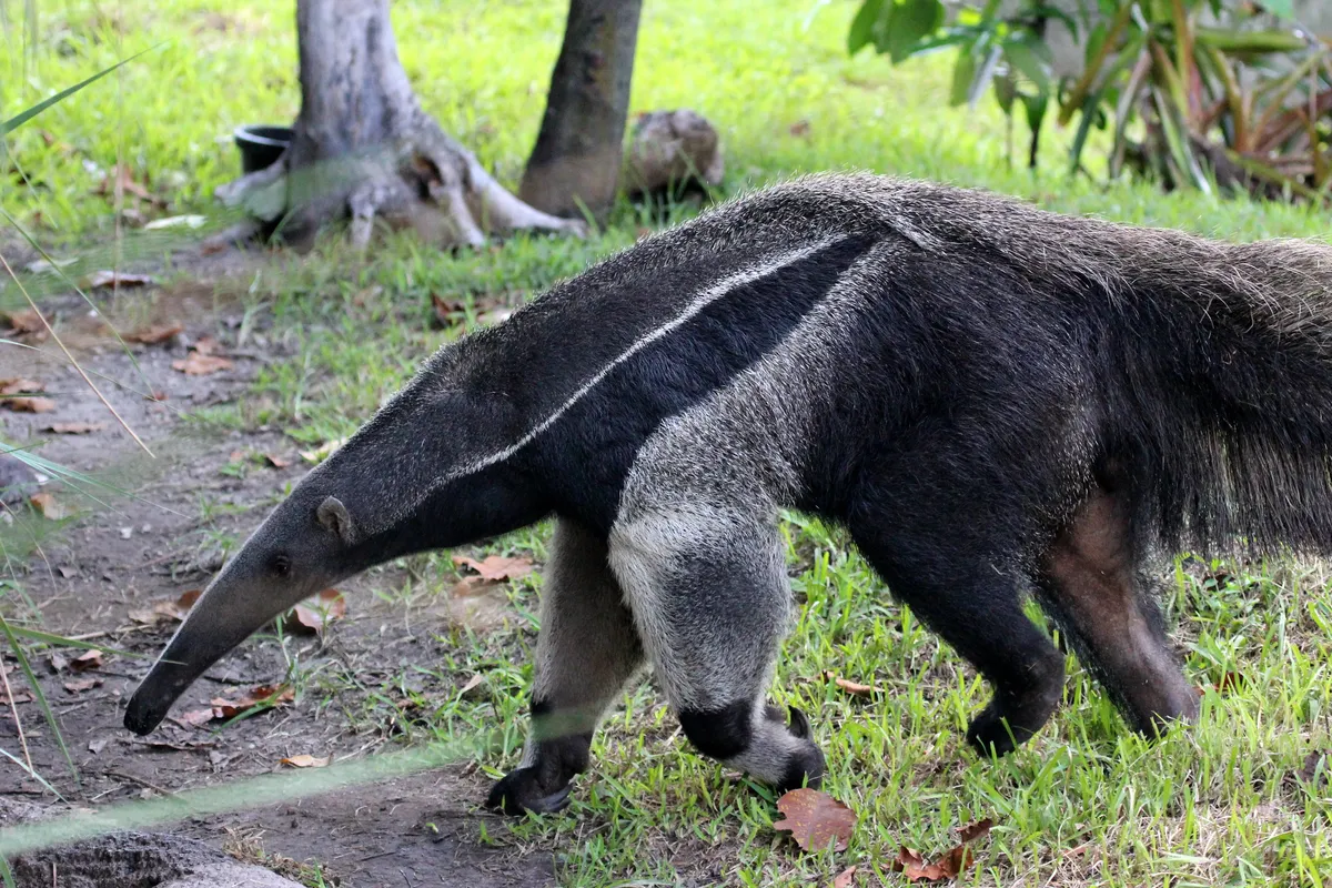 Giant anteater in captivity in the USA. © Blossom Vydrina (used under a Creative Commons licence)