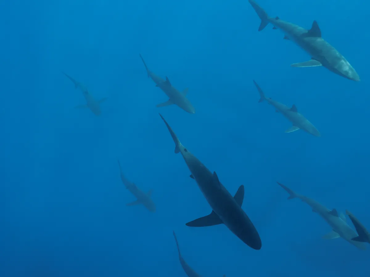 Several silky sharks seen from the top swimming near Wolf Island, Galapagos Islands. © Daniel Versteeg/WWF