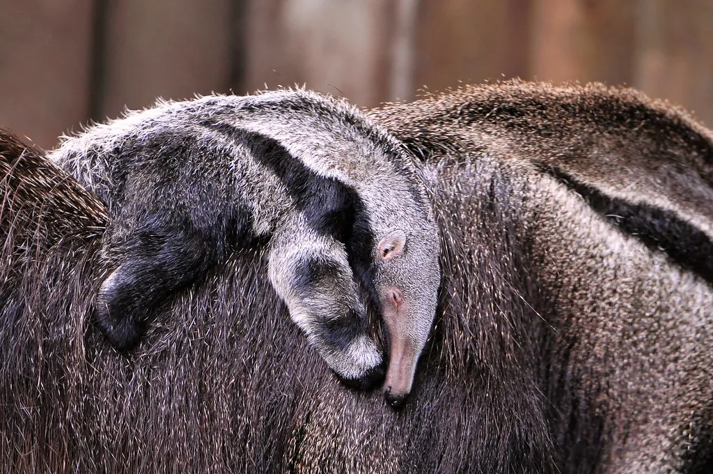 Giant anteaters in captivity Switzerland. © Tambako The Jaguar (used under a Creative Commons licence)
