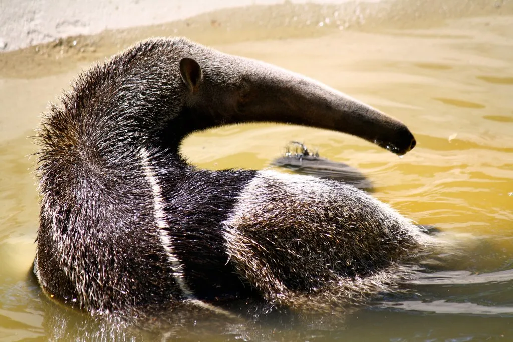 Giant anteater in captivity in the USA. © A M Lewis (used under a Creative Commons licence)
