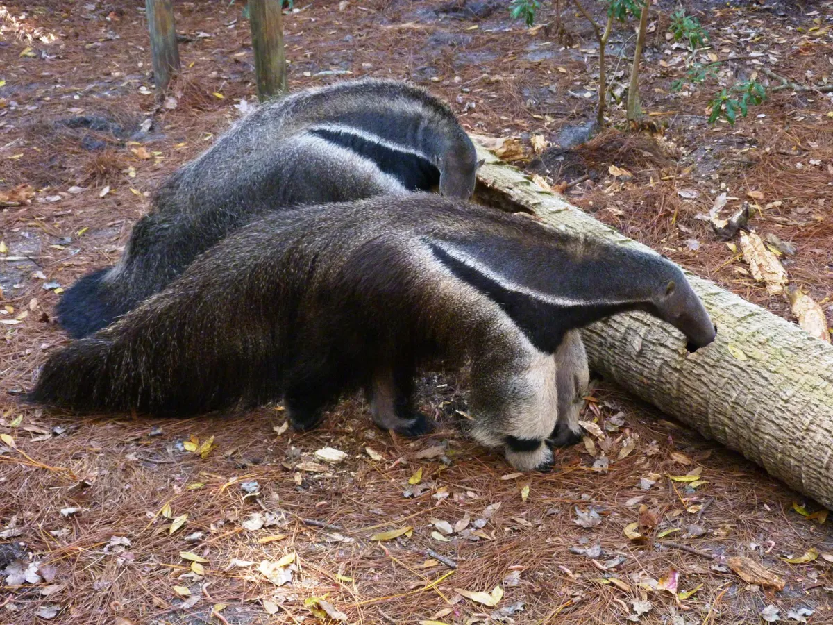 Giant anteaters in captivity in the USA. © Rusty Clark (used under a Creative Commons licence)