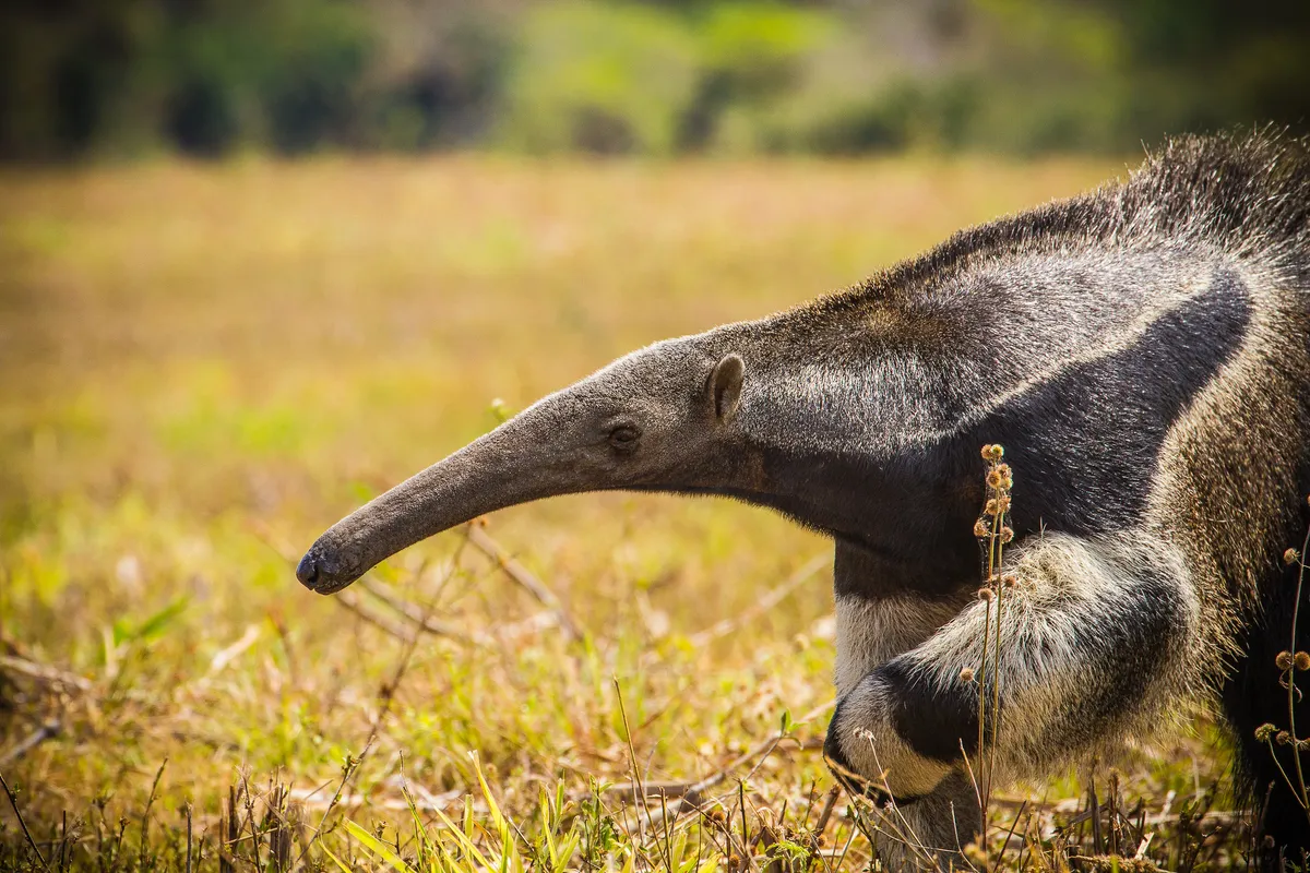Giant anteater in Brazil. © pixelplastic (used under a Creative Commons licence)