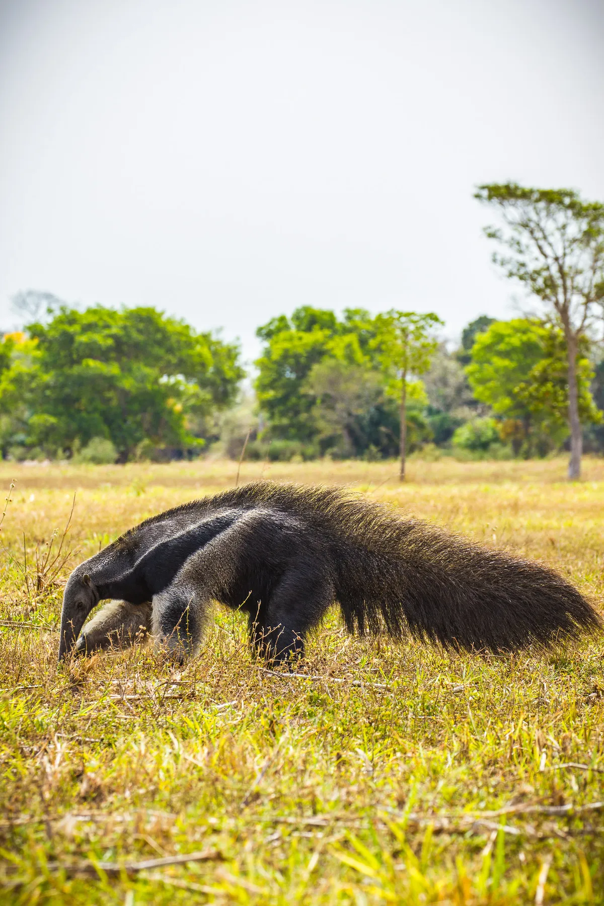 Giant anteater in Brazil. © pixelplastic (used under a Creative Commons licence)