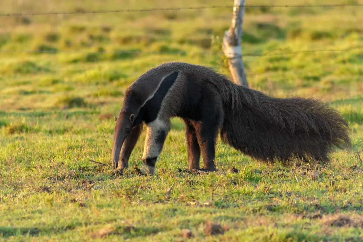 Giant anteater in Venezuala. © Fernando Flores (Used under a Creative Commons licence)