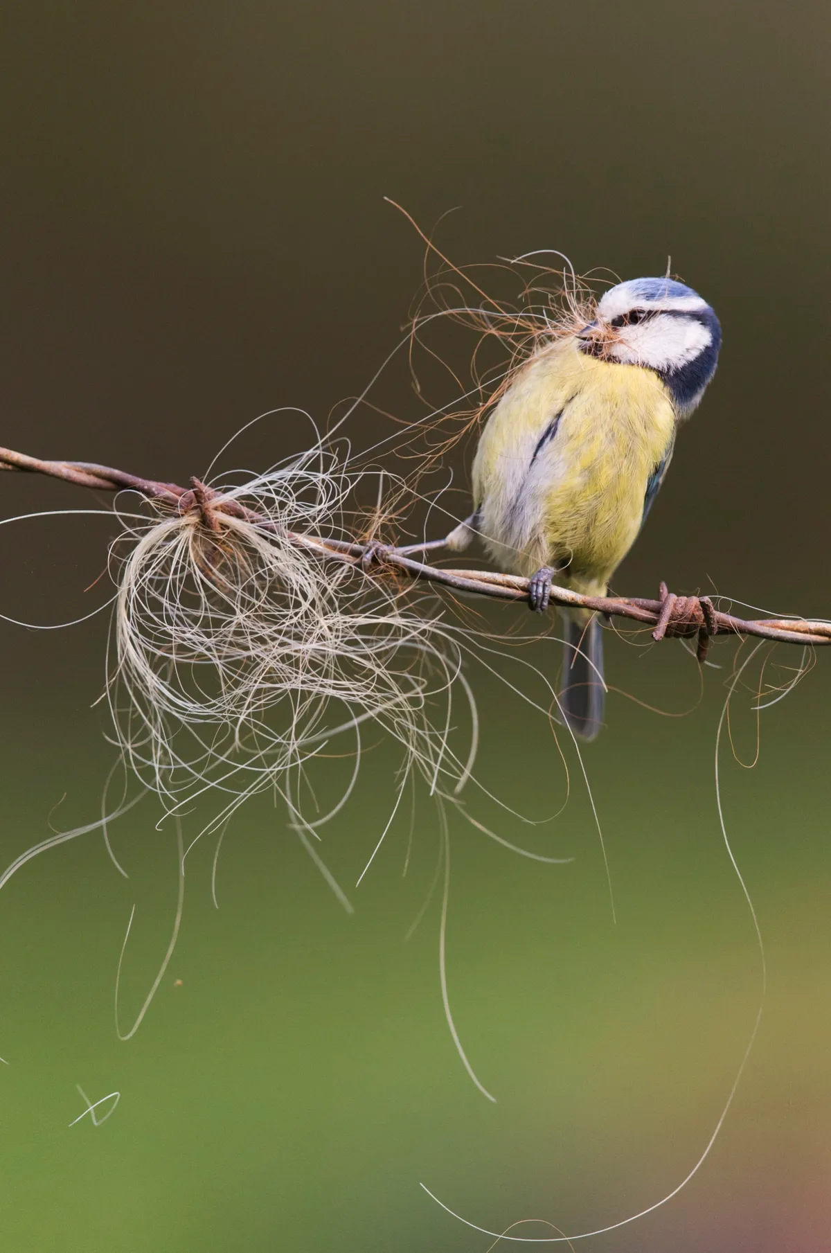 British Seasons winner (4 images in the series): blue tit in spring (Rendham, Suffolk). © Paul Sawer/British Wildlife Photography Awards