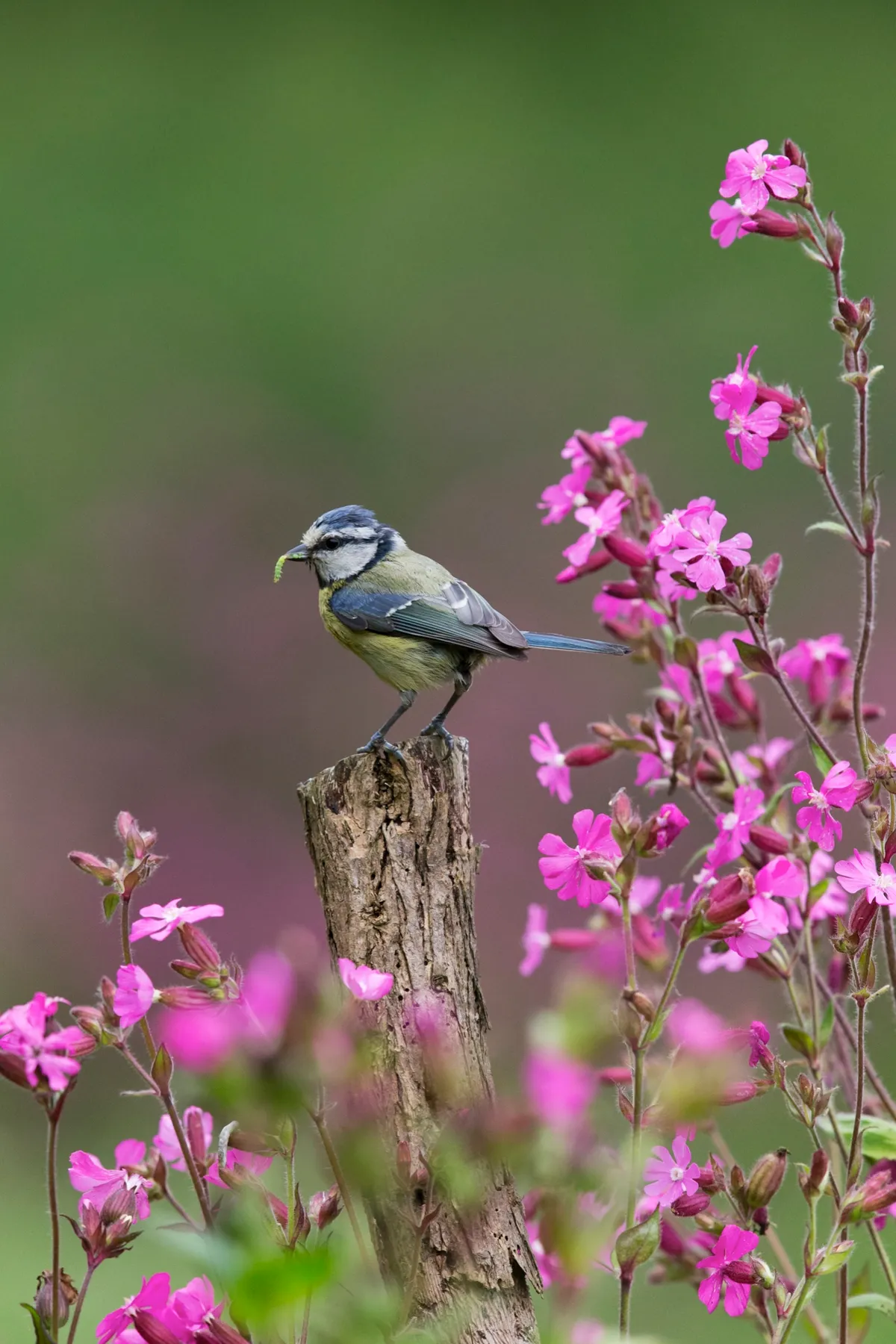 British Seasons winner (4 images in the series): blue tit in summer (Rendham, Suffolk). © Paul Sawer/British Wildlife Photography Awards