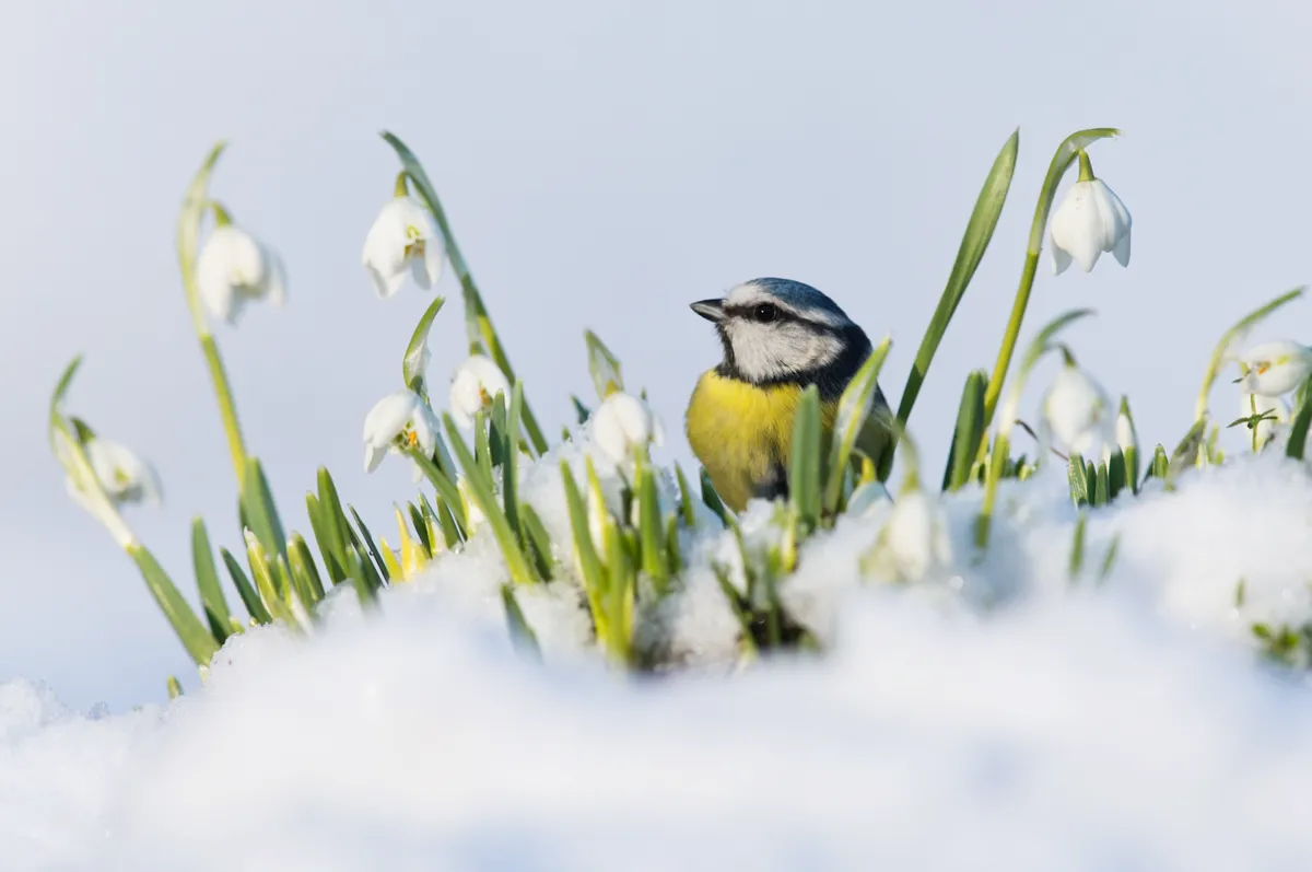 British Seasons winner (4 images in the series): blue tit in winter (Rendham, Suffolk). © Paul Sawer/British Wildlife Photography Awards