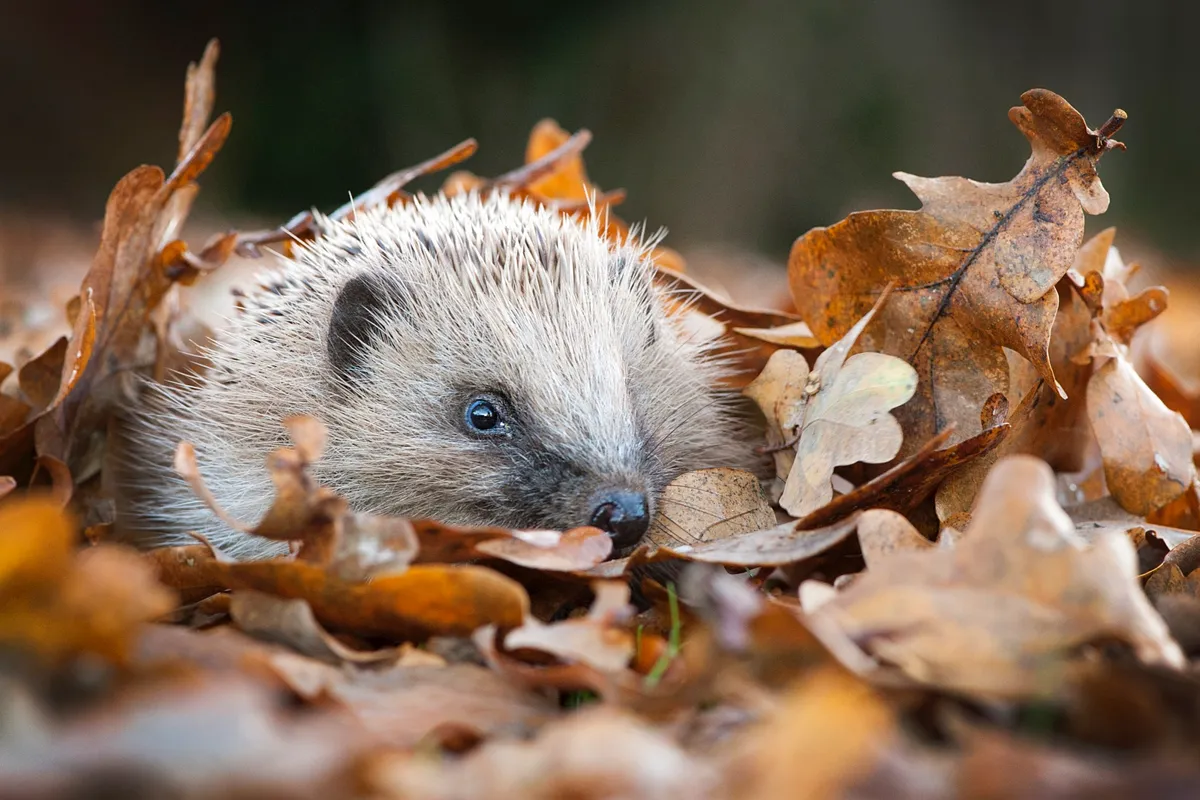 Documentary winner (six images in the series): Britain's most loved mammal (European hedgehog, various locations, Cornwall). © Lawrie Brailey/British Wildlife Photography Awards