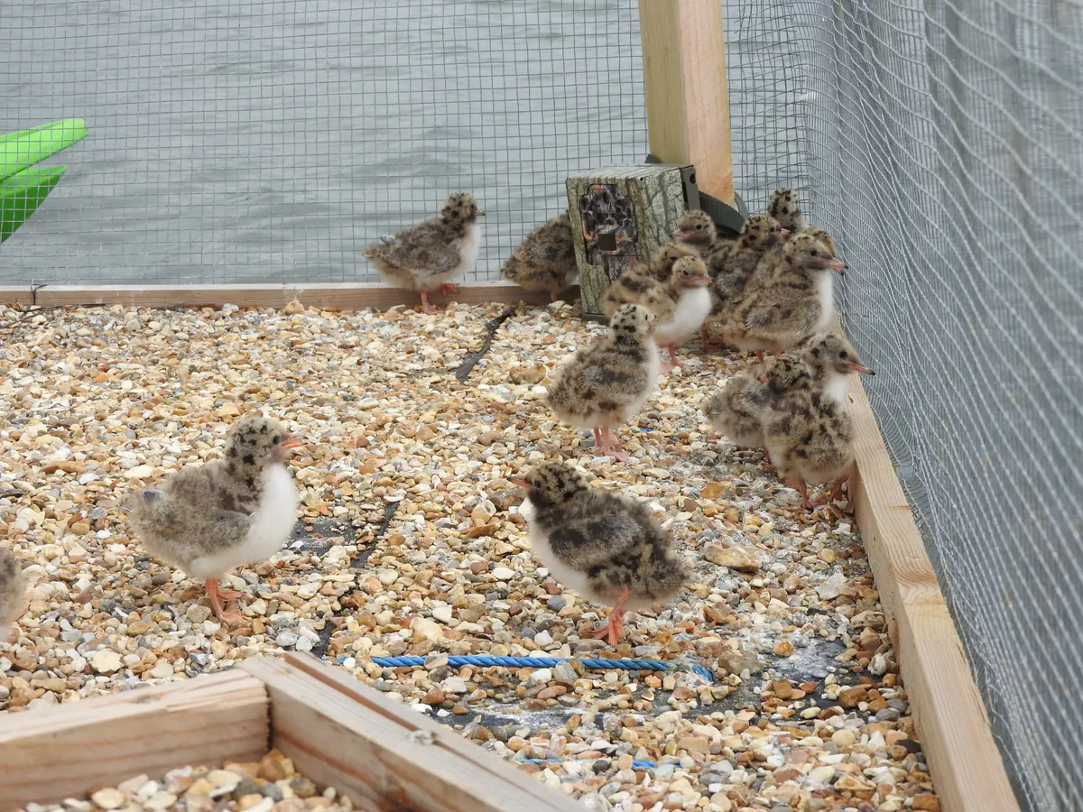 As terns usually nest on dry land, a mesh netting was needed to ensure these chicks didn't fall overboard