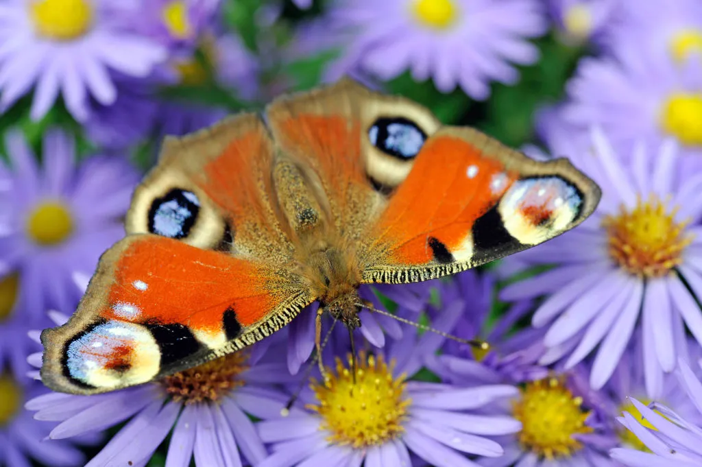 Peacock butterfly on aster.
