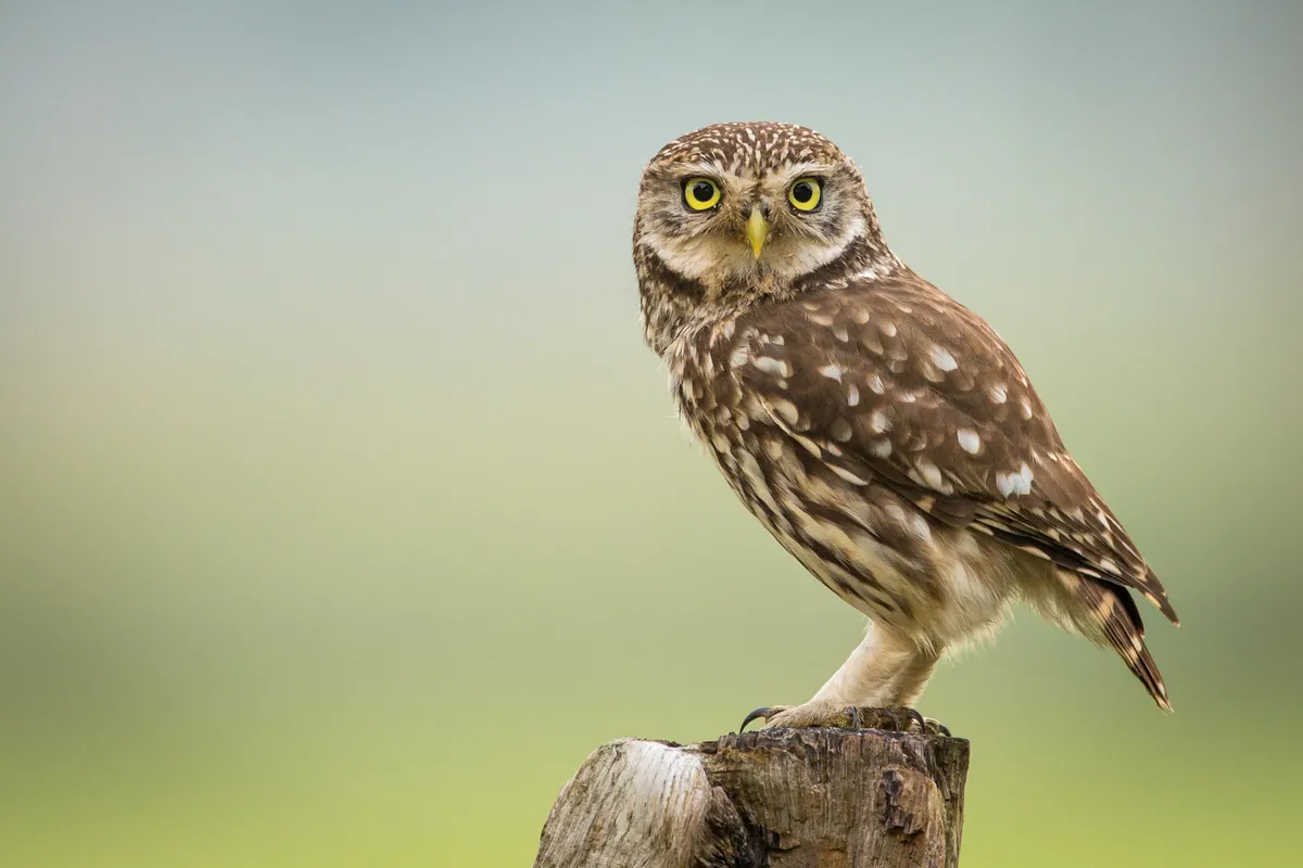 Little owl is one of the three species to have declined. ©WimHoek/Getty