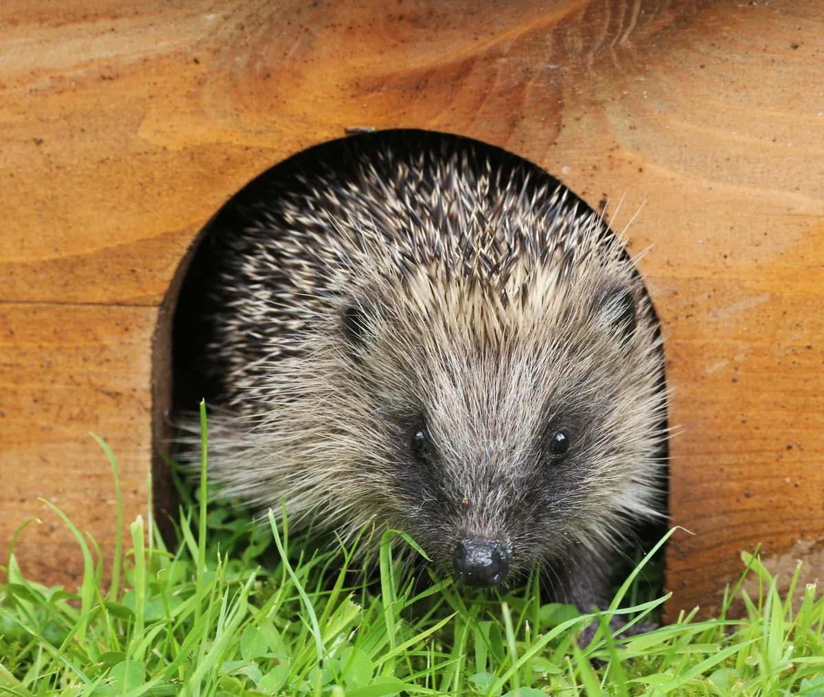 Hedgehog. © Jan Shields/Getty