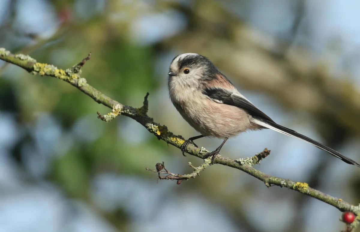 A long-tailed tit hunting for insects to eat. © SandraSandbridge/Getty