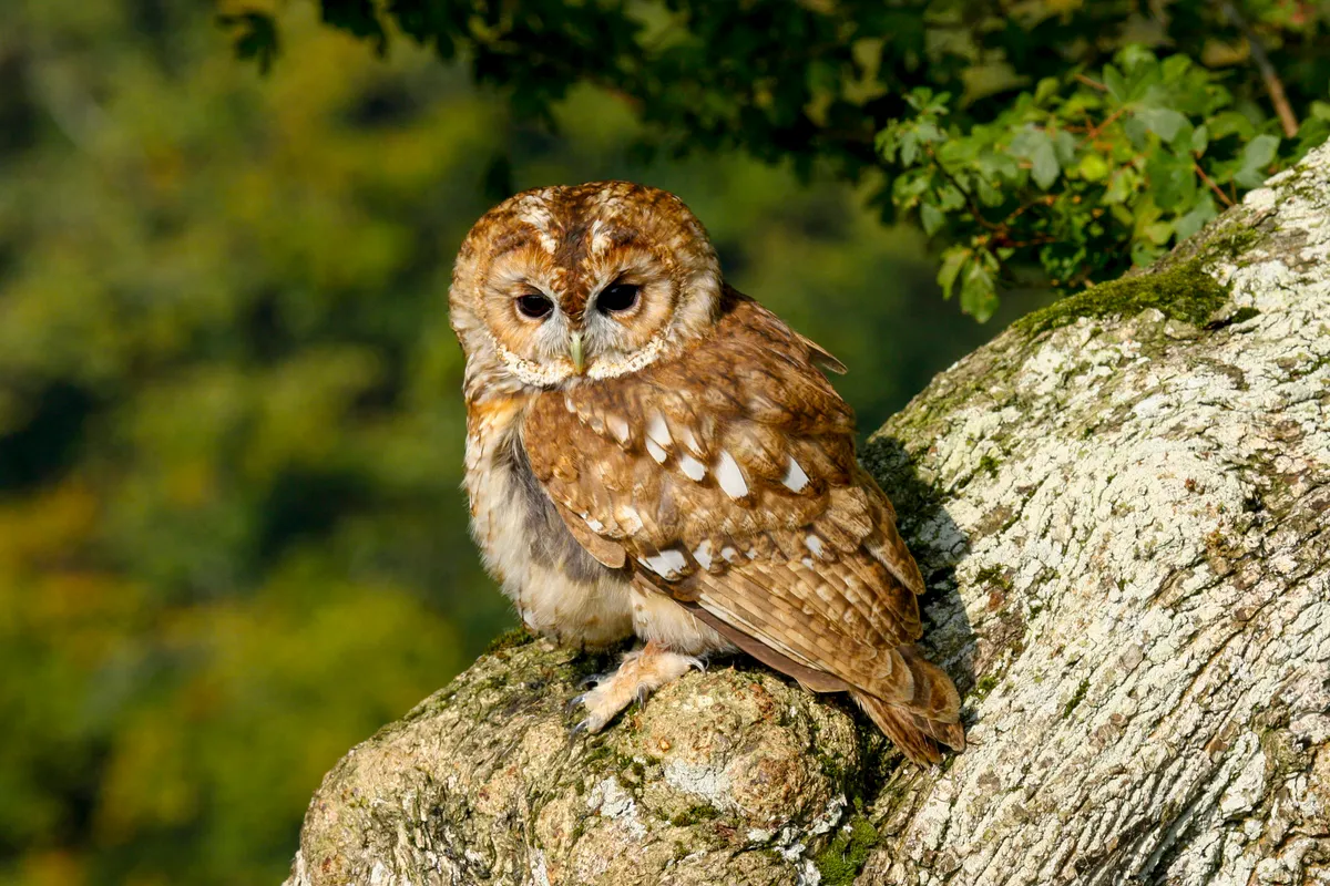 Tawny owl in Wales. © Helen Davies