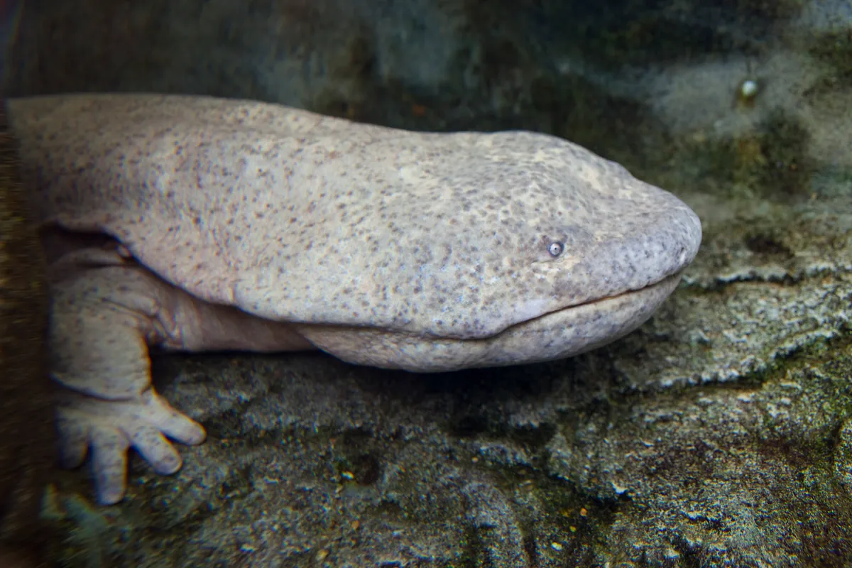 Chinese giant salamander. © Best View Stock