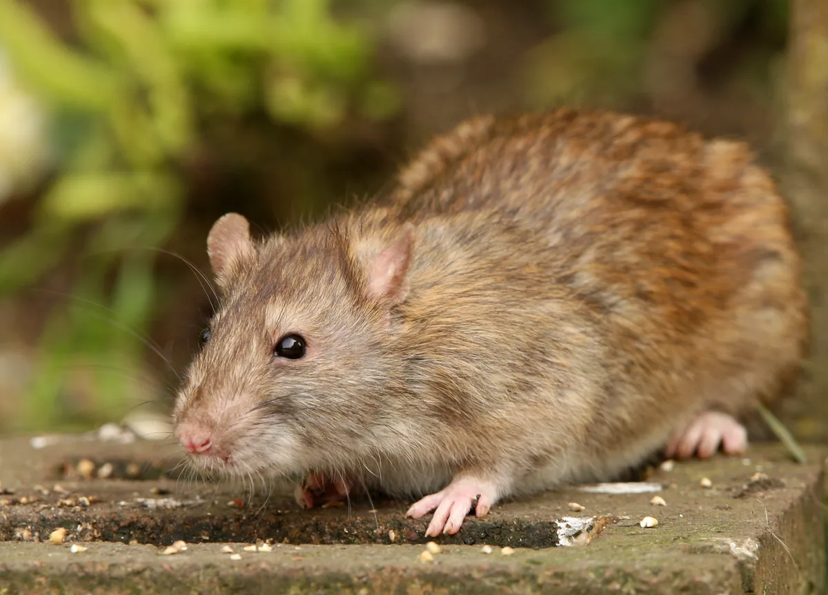 Wild brown rat. © scooperdigital/Getty