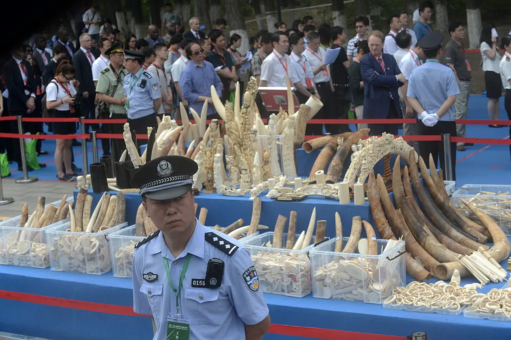 Confiscated ivory in China. © Barcroft Media / Contributor/ Getty