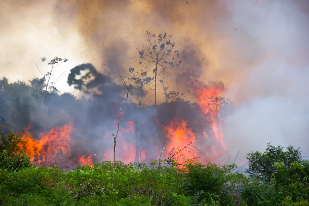 Brazilian Amazon Forest burning to open space for pasture. © Pedarilhos/Getty