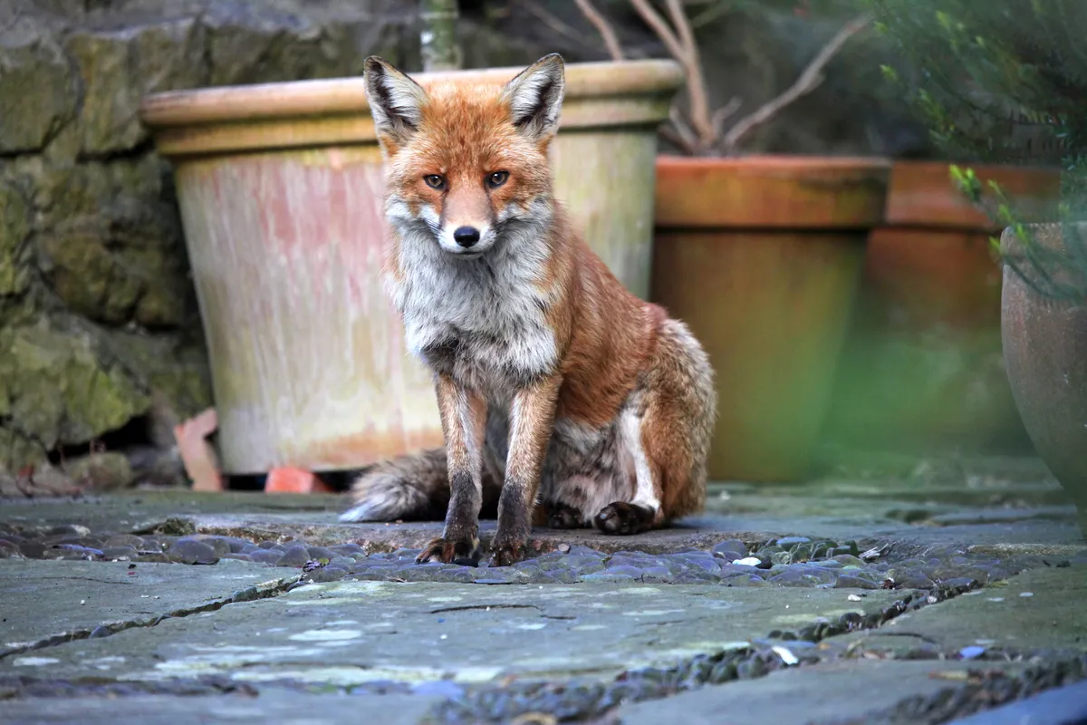 A red fox in a garden during daylight hours in Bristol.