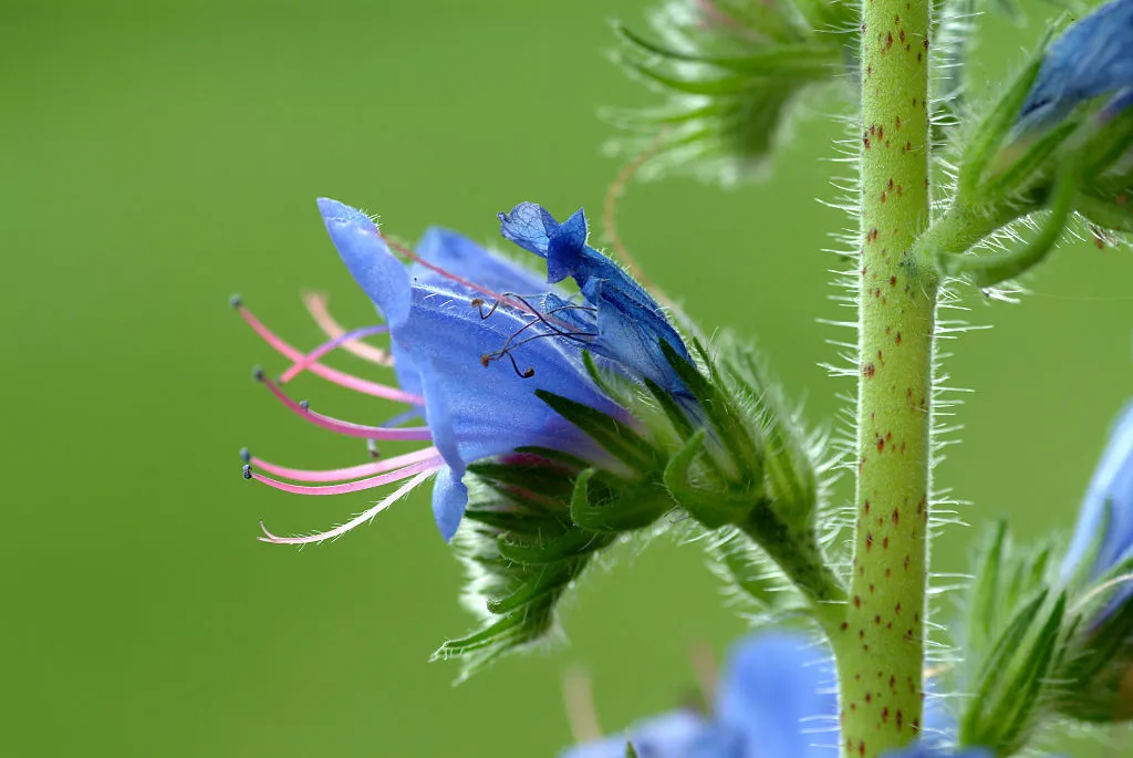 Blossom of Viper's-bugloss (Echium vulgare)
