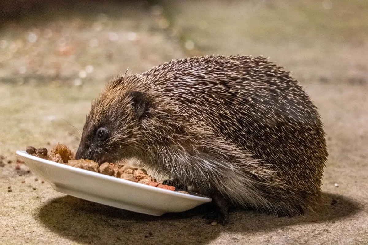 Hedgehog eating tinned dog food. © Stephen Boyd/EyeEm/Getty