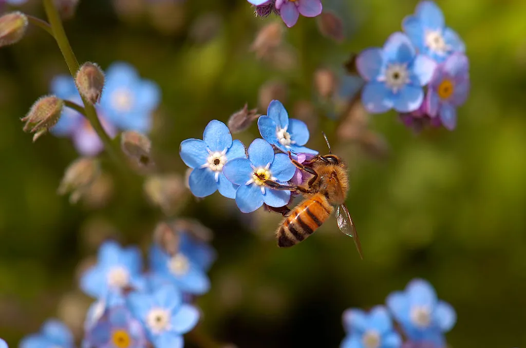 A honeybee on field forget-me-not, one of the best plant species for insect diversity. © Ron Reznick/Getty