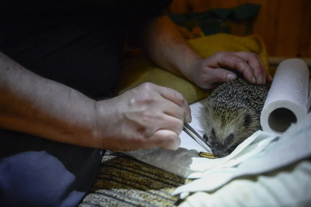 Hedgehog at a rescue centre in Poland. © Omar Marques/Anadolu Agency/Getty