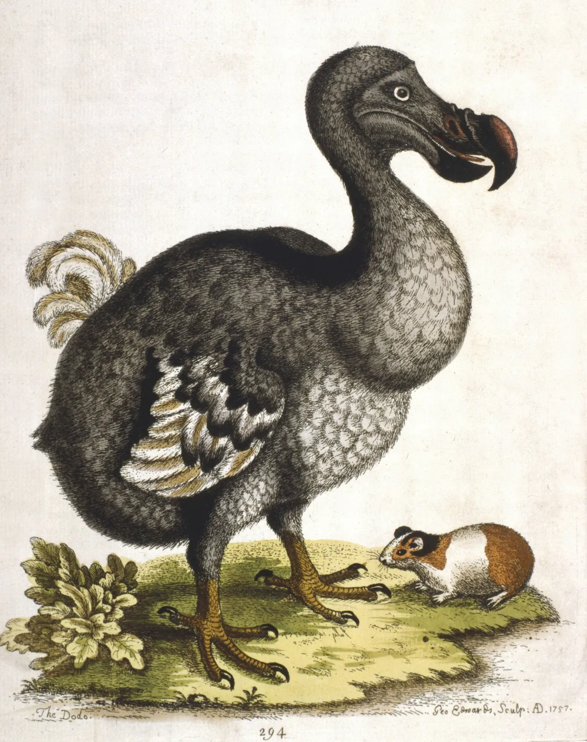 Ecosystem of the dodo uncovered - Discover Wildlife