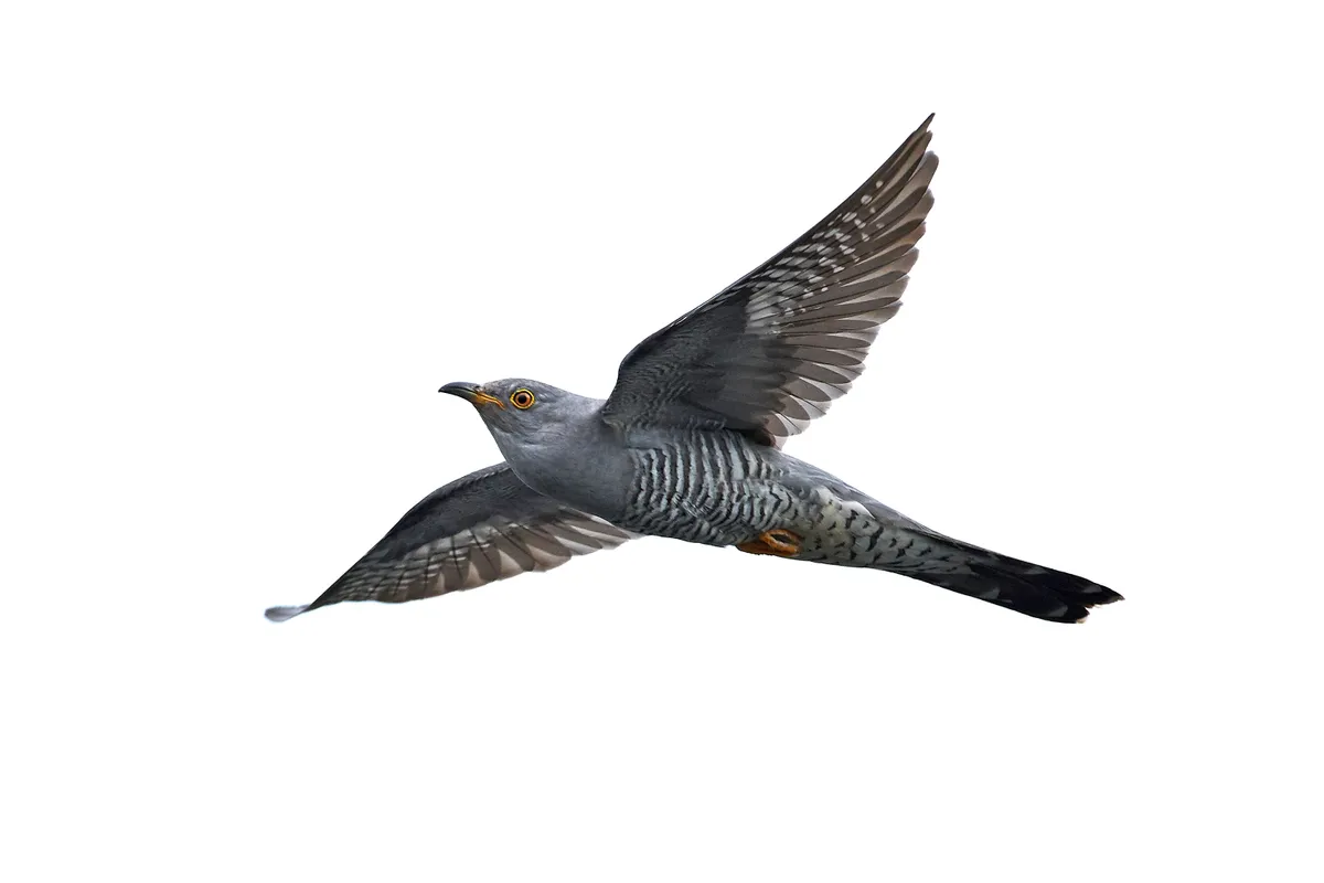 The common cuckoo in flight ©Denja1/Getty