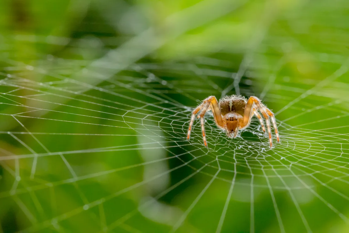 Hidden Britain winner: garden spider (Reading, Berkshire). © Alan Smith/British Wildlife Photography Awards