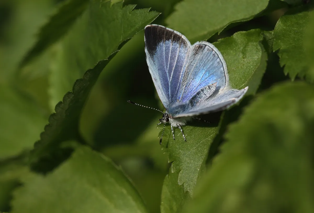 Holly blue butterfly. © Dean Morley/Butterfly Conservation