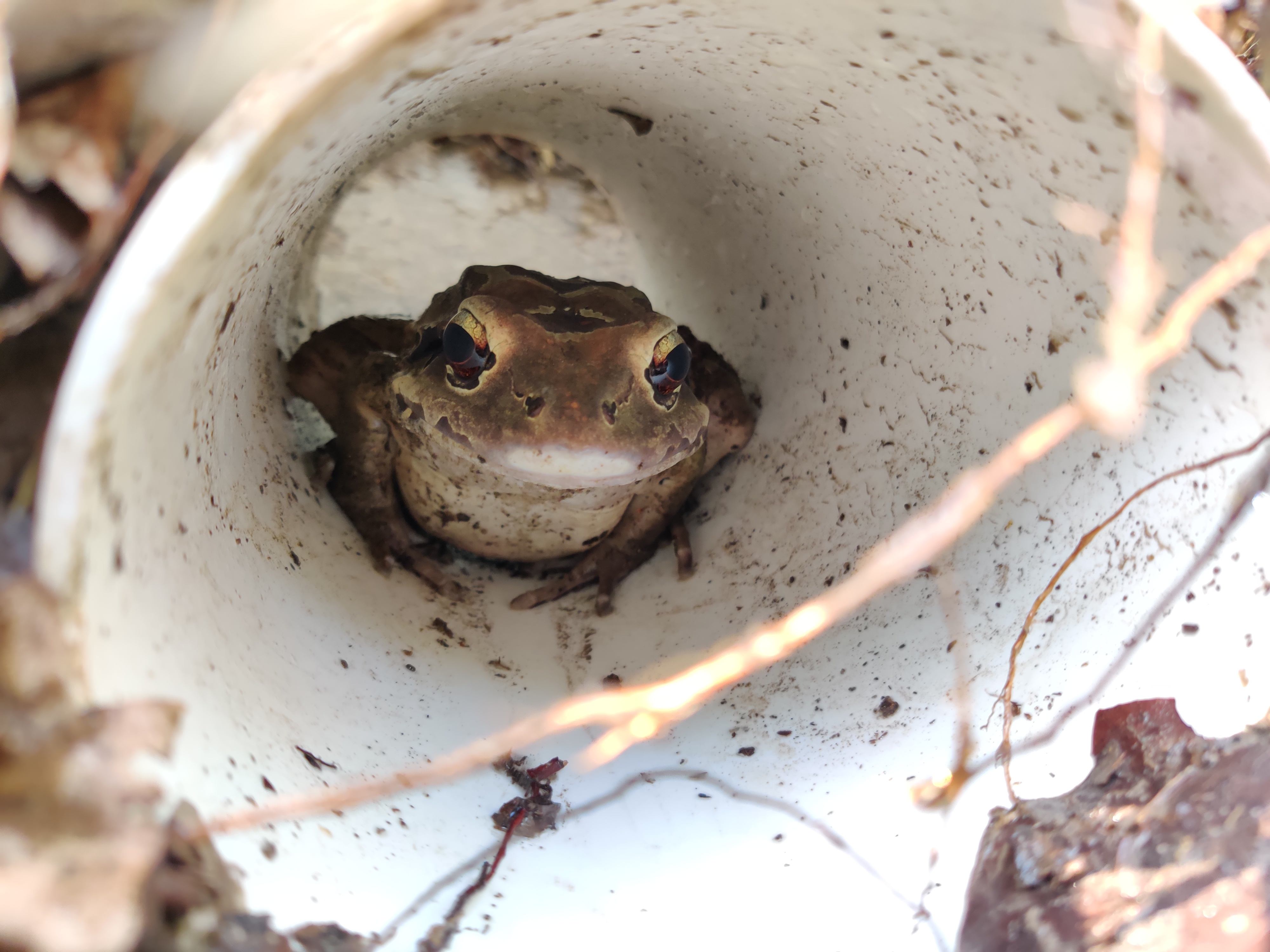 Safe haven created for Critically Endangered frog in Montserrat