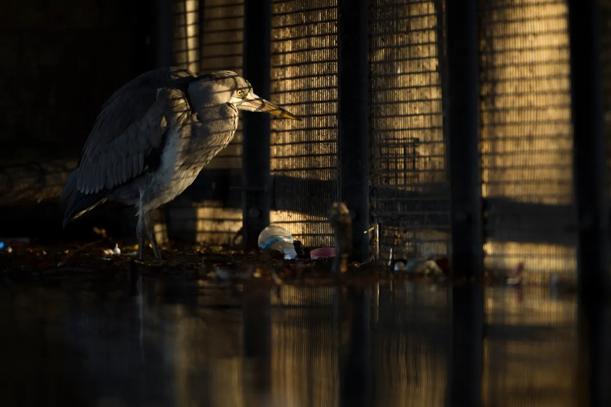 Overall winner and Urban category winner: Behind bars (grey heron, London). © Daniel Trim/British Wildlife Photography Awards