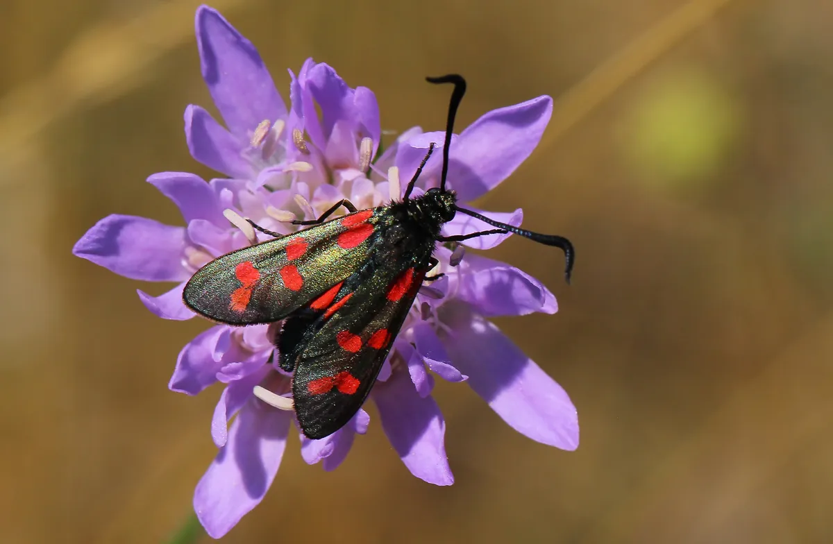 Six-spot burnet moth. © Ann Collier/Butterfly Conservation