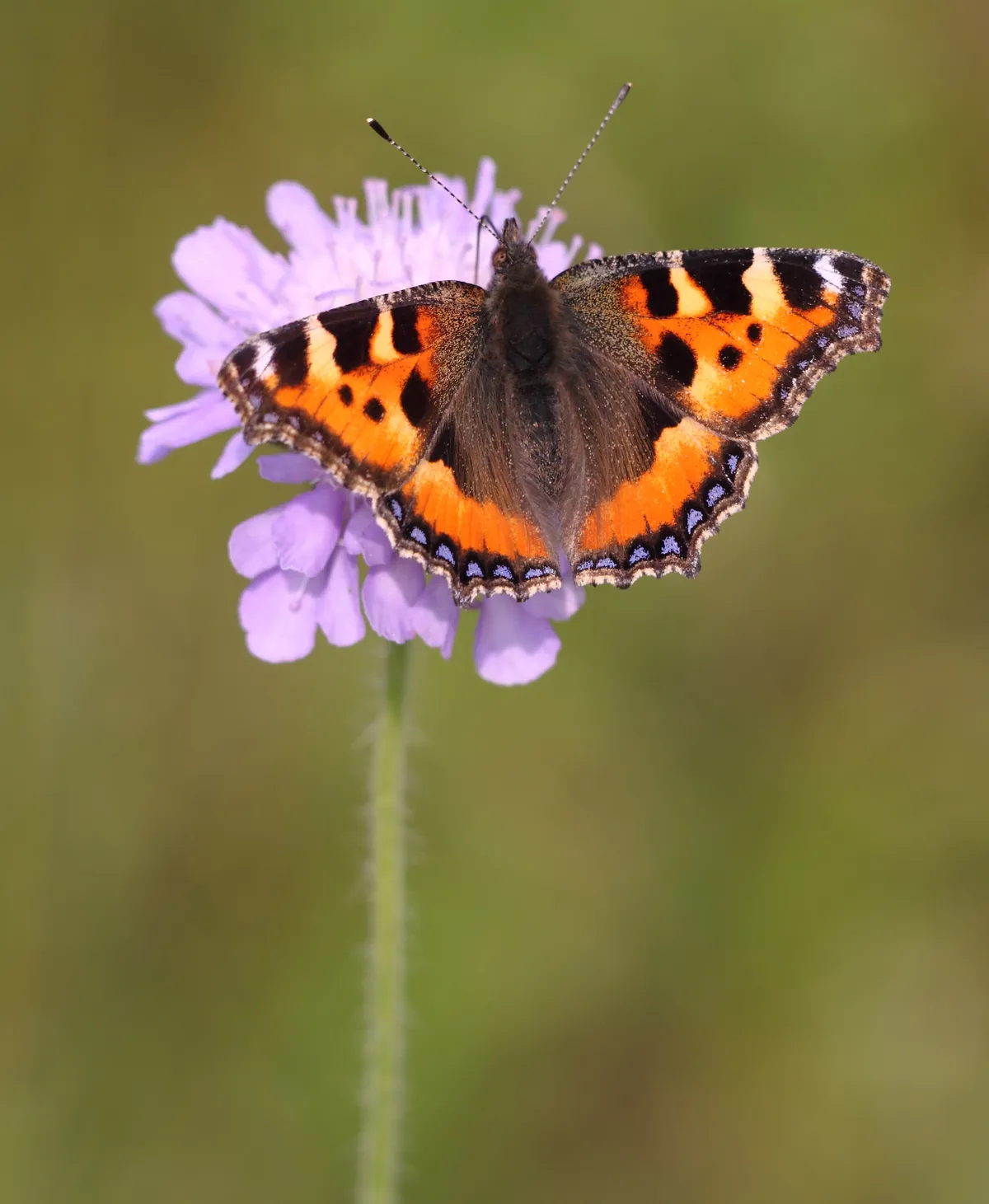 Small tortoiseshell butterfly. © Miles Attenborough/Butterfly Conservation