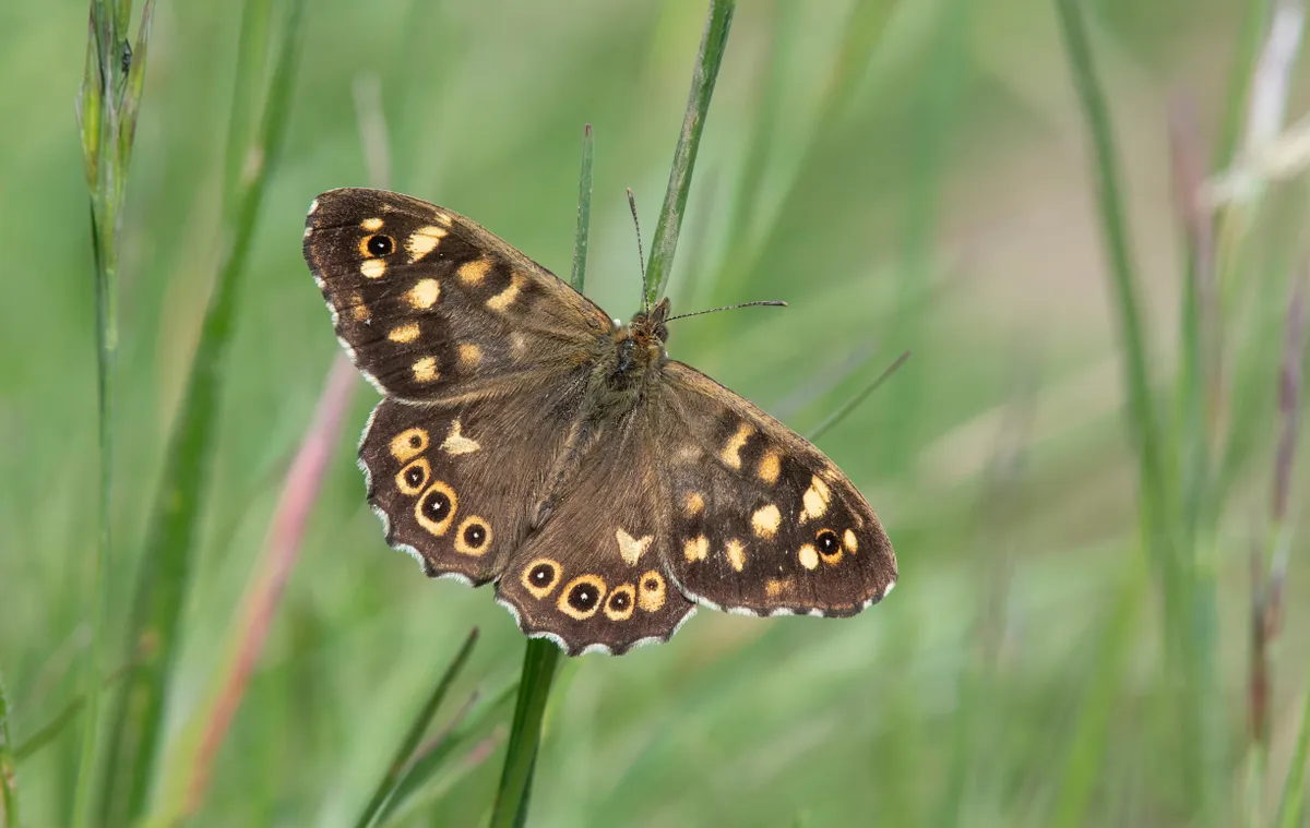 Speckled wood butterfly. © Bob Eade/Butterfly Conservation