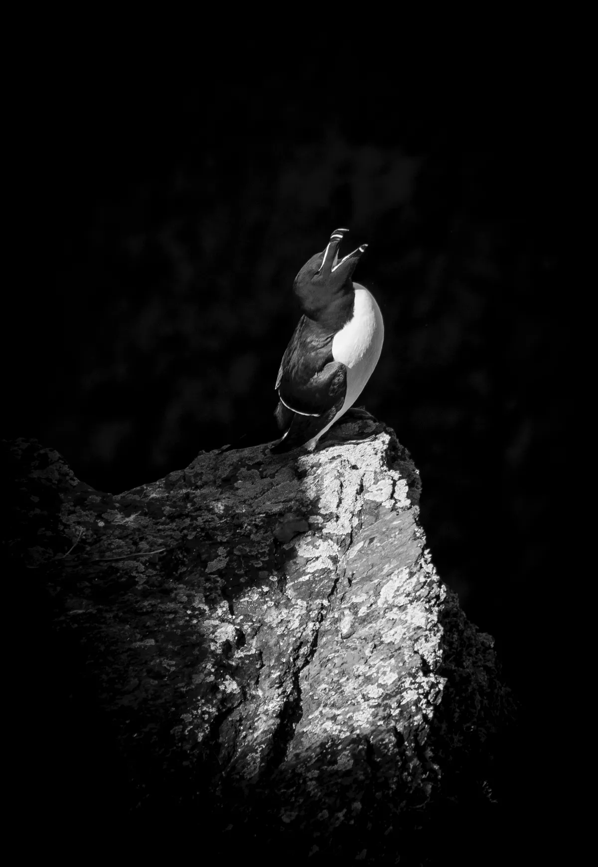 Under 12 winner: Under the spotlight (razorbill, Skokholm Island, Pembrokeshire). © Ollie Teasdale/British Wildlife Photography Awards
