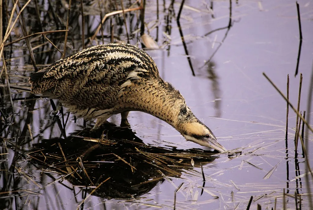 Bittern amongst reeds. © Andy Hay/RSPB