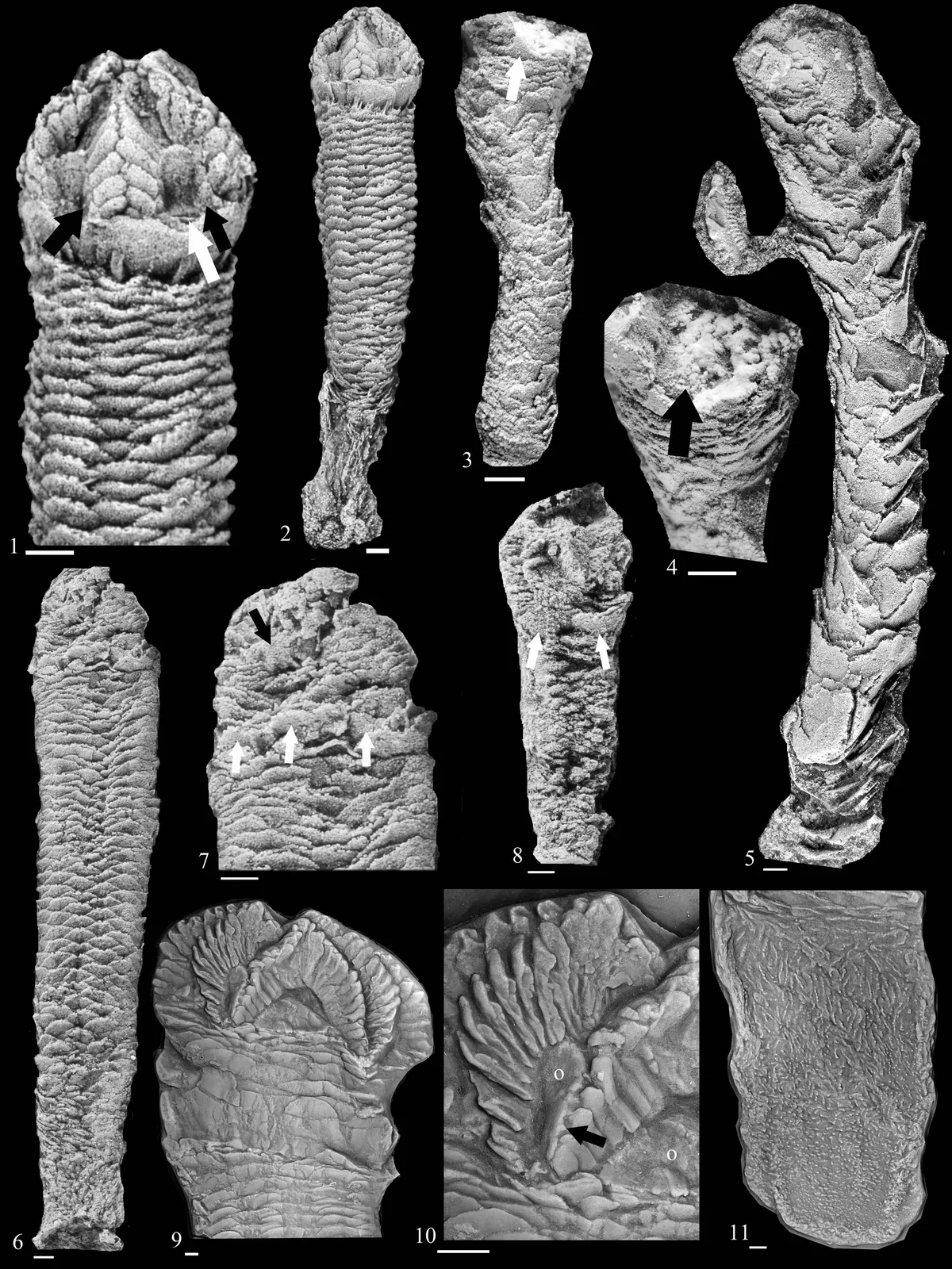 fossil rhenopyrgids