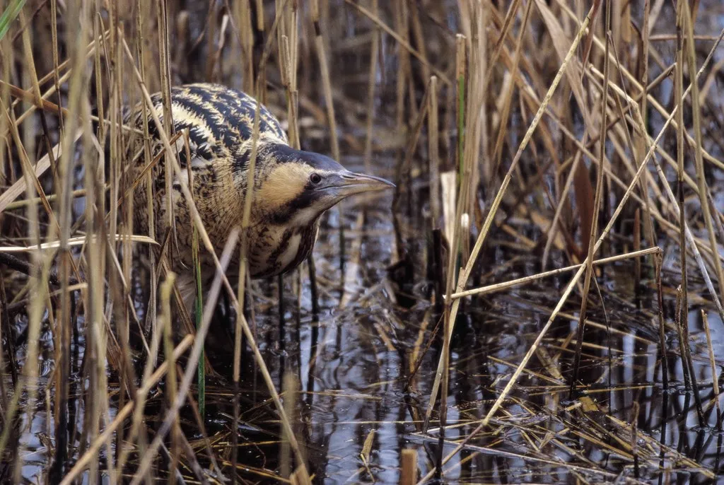 Bittern amongst reeds. © Andy Hay/RSPB