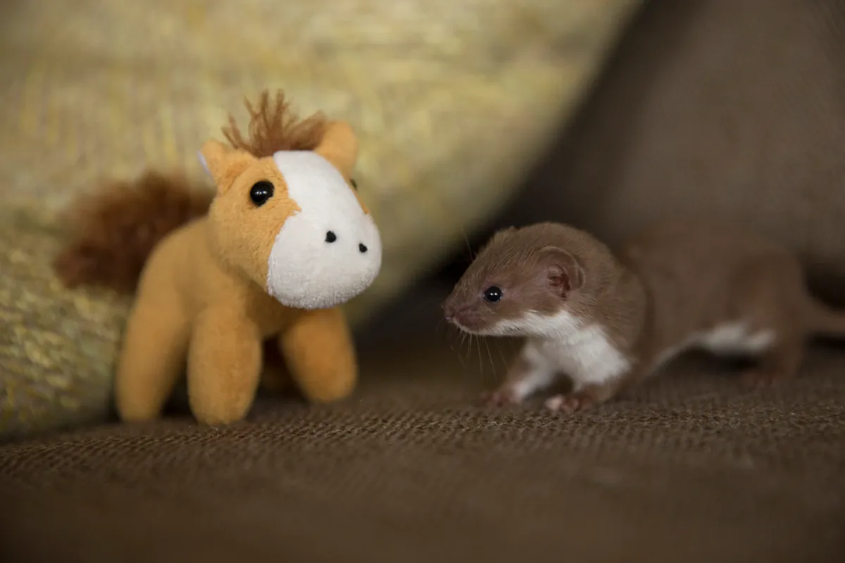 Twiz, the tiny rescued common weasel kit whose adventures are followed in this episode. ©Hannah Ward/BBC Natural World