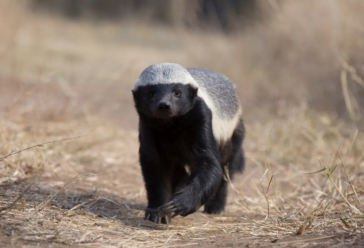Honey badger. © Clare Jones/BBC Natural World