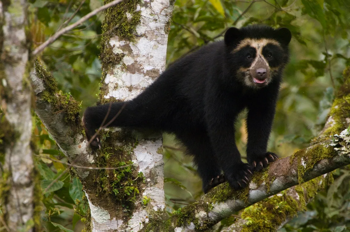 Spectacled / Andean Bear (Tremarctos ornatus) cub in tree, Maquipucuna Foundation Cloud Forest Reserve, Andes, Ecuador, South America