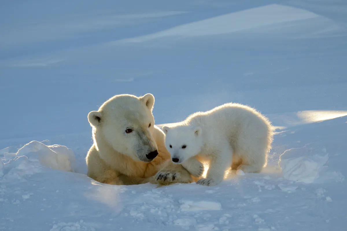 Polar bear female coming out of her den her three-month-old cub in Wapusk National Park, Canada. This cub will stay with its mother for 2-3 years. © Eric Baccega/NPL
