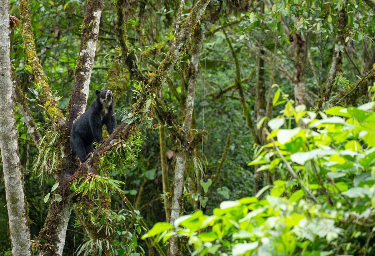 An Andean bear scans the cloud forest in Ecuador in search of fruit. The only bear species in South America, Andean bears spend so much time in the trees they even build sleeping nests amongst the branches and often climb 30m above the ground. © Chadden Hunter/BBC NHU